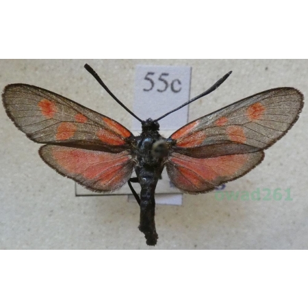 Zygaena viciae (Denis & Schiffermüller, 1775) Kraśnik wykowiec Deutschland55c